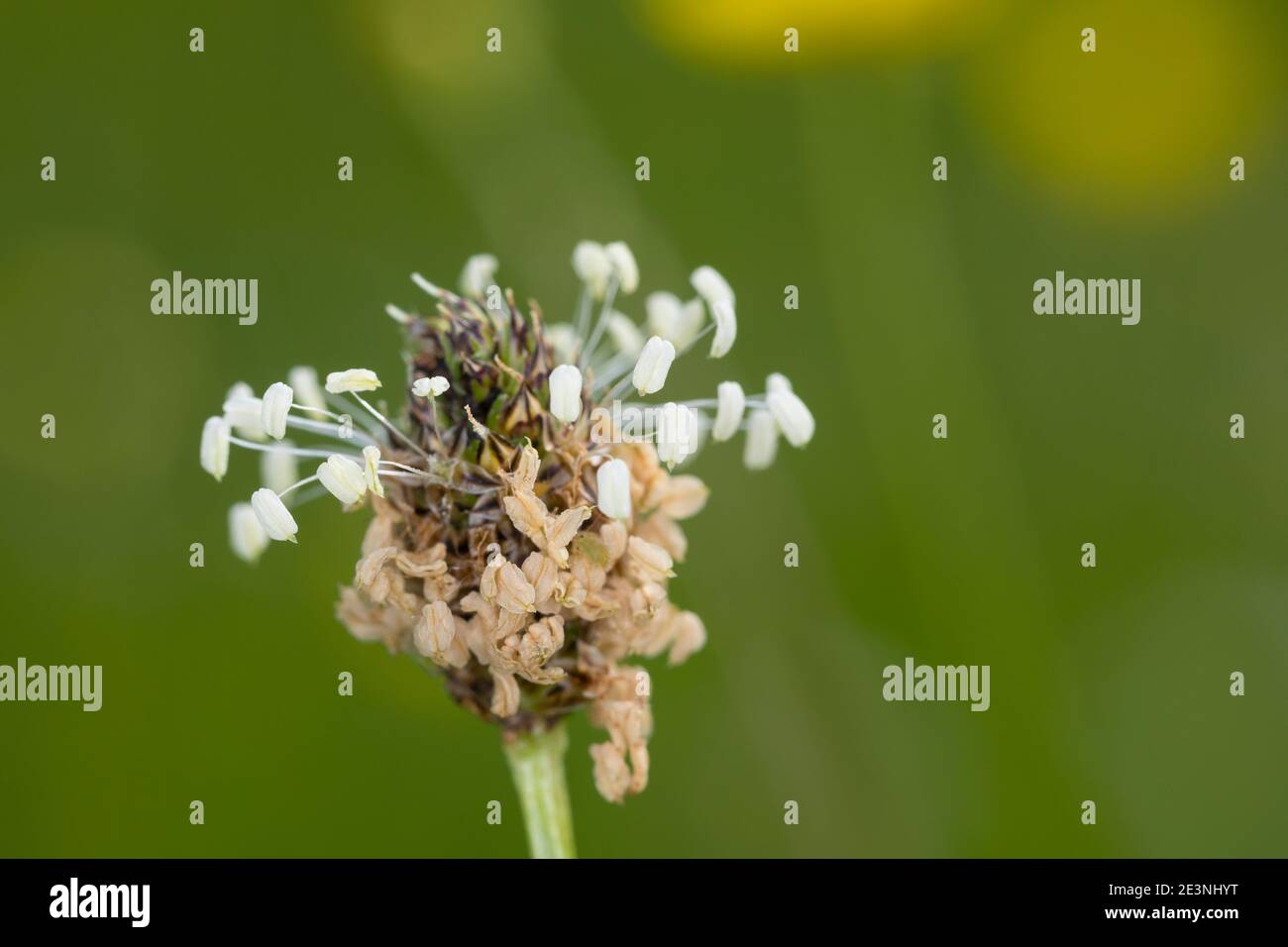 Spitz-Wegerich, Spitzwegerich, Wegerich, Blüten, Blütenstand, blühend, Blüte, Plantago lanceolata, English Plantain, Ribwort, narrowleaf plantain, rib Stock Photo