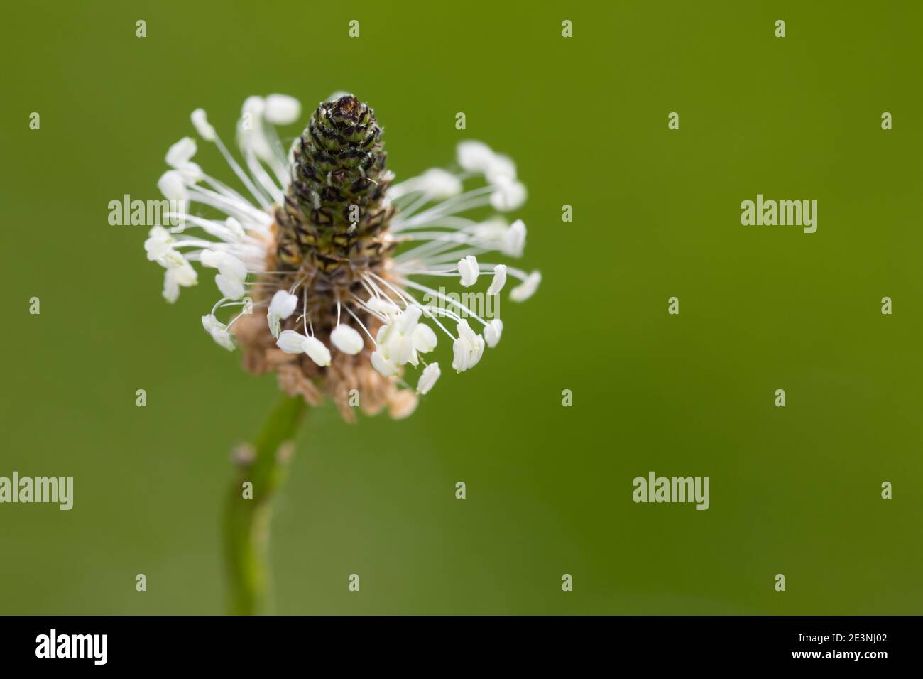 Spitz-Wegerich, Spitzwegerich, Wegerich, Blüten, Blütenstand, blühend, Blüte, Plantago lanceolata, English Plantain, Ribwort, narrowleaf plantain, rib Stock Photo