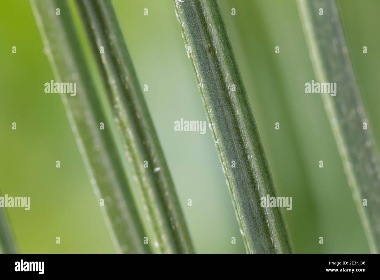 Spitz-Wegerich, Spitzwegerich, Wegerich, Blütenstängel, Stängel gefurcht, Plantago lanceolata, English Plantain, Ribwort, narrowleaf plantain, ribwort Stock Photo