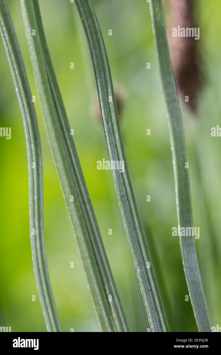 Spitz-Wegerich, Spitzwegerich, Wegerich, Blütenstängel, Stängel gefurcht, Plantago lanceolata, English Plantain, Ribwort, narrowleaf plantain, ribwort Stock Photo