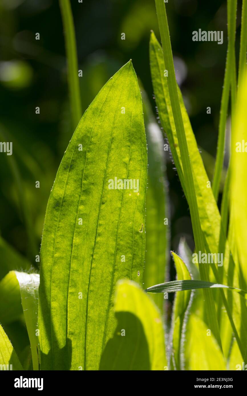 Spitz-Wegerich, Spitzwegerich, Wegerich, Plantago lanceolata, English Plantain, Ribwort, narrowleaf plantain, ribwort plantain, ribleaf, le Plantain l Stock Photo