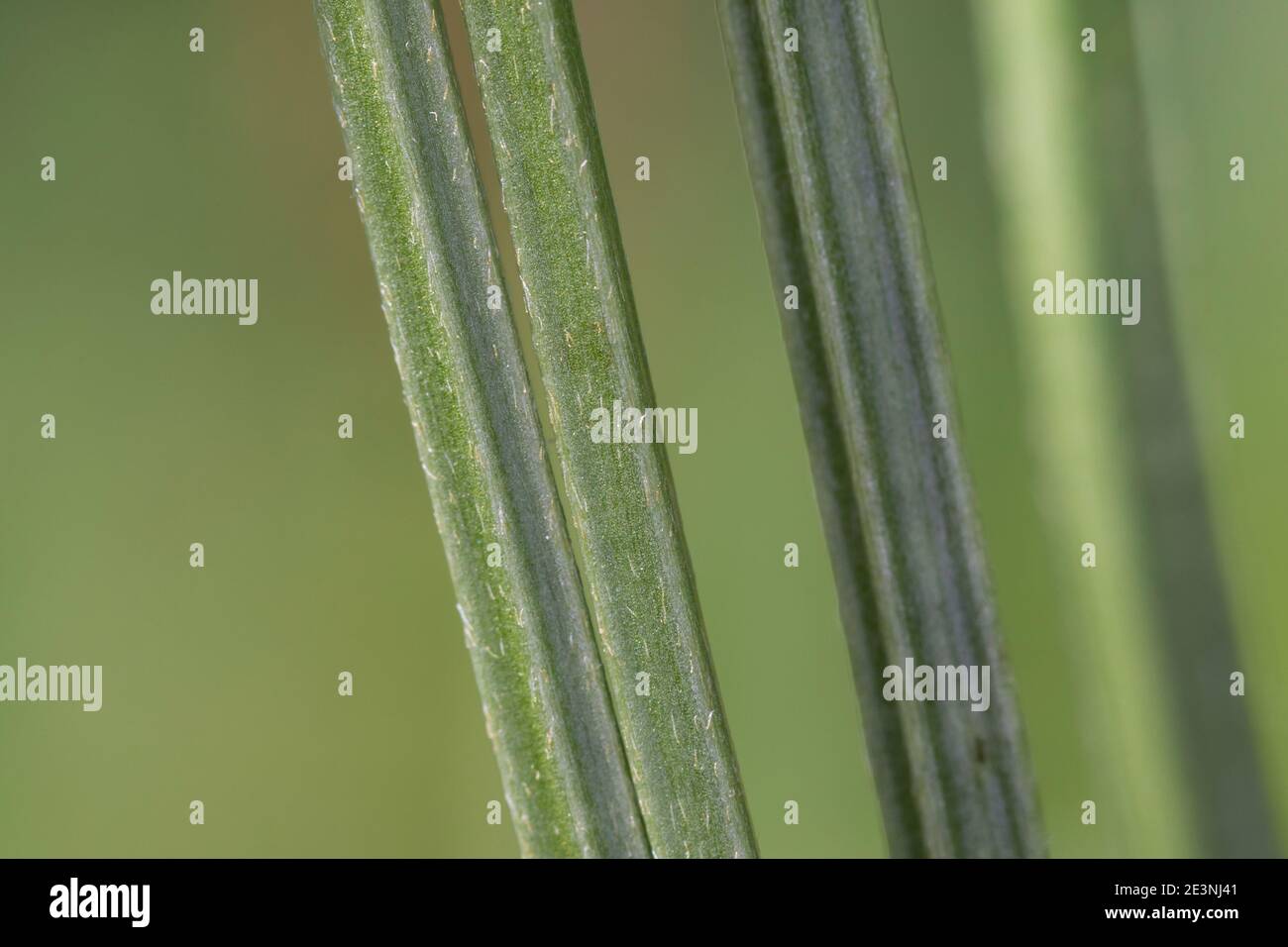 Spitz-Wegerich, Spitzwegerich, Wegerich, Blütenstängel, Stängel gefurcht, Plantago lanceolata, English Plantain, Ribwort, narrowleaf plantain, ribwort Stock Photo