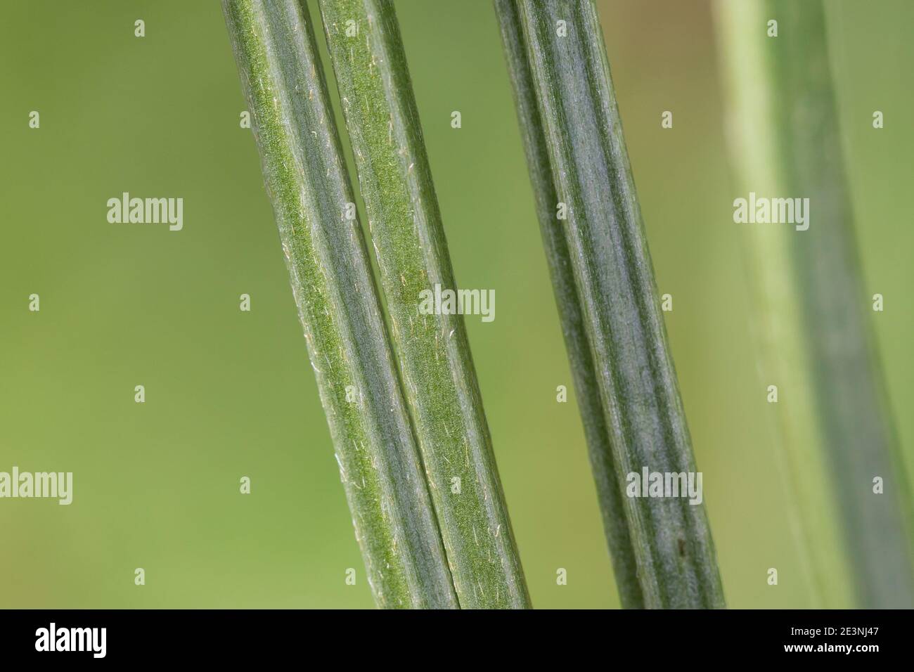 Spitz-Wegerich, Spitzwegerich, Wegerich, Blütenstängel, Stängel gefurcht, Plantago lanceolata, English Plantain, Ribwort, narrowleaf plantain, ribwort Stock Photo