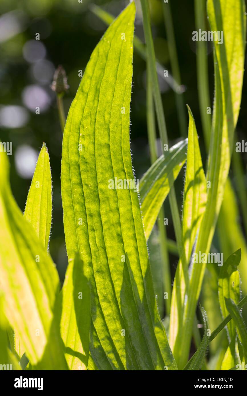 Spitz-Wegerich, Spitzwegerich, Wegerich, Plantago lanceolata, English Plantain, Ribwort, narrowleaf plantain, ribwort plantain, ribleaf, le Plantain l Stock Photo