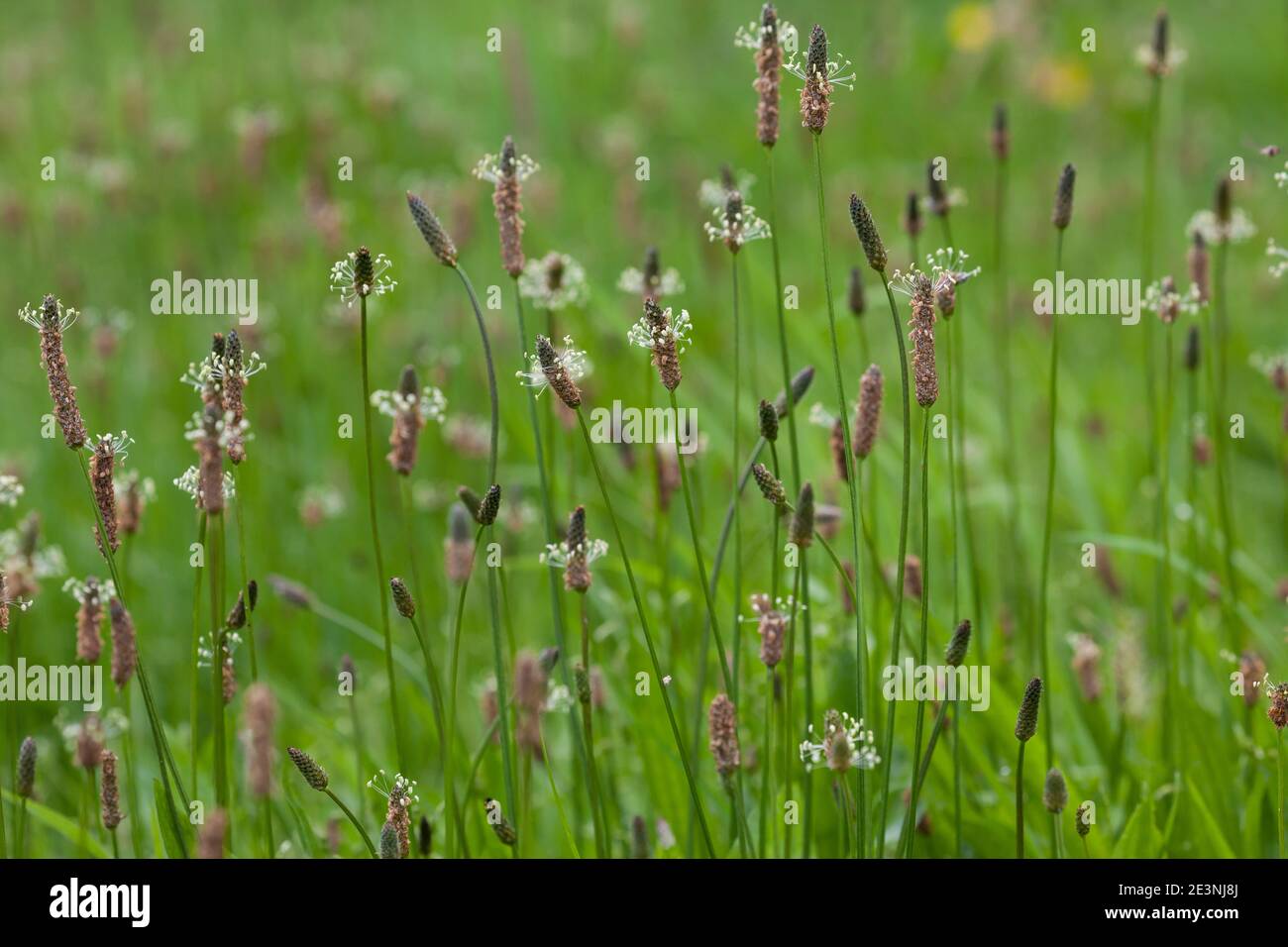 Spitz-Wegerich, Spitzwegerich, Wegerich, Blüten, Blütenstand, blühend, Blüte, Plantago lanceolata, English Plantain, Ribwort, narrowleaf plantain, rib Stock Photo