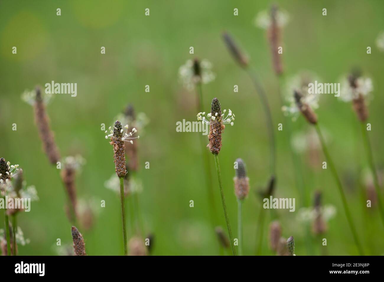 Spitz-Wegerich, Spitzwegerich, Wegerich, Blüten, Blütenstand, blühend, Blüte, Plantago lanceolata, English Plantain, Ribwort, narrowleaf plantain, rib Stock Photo