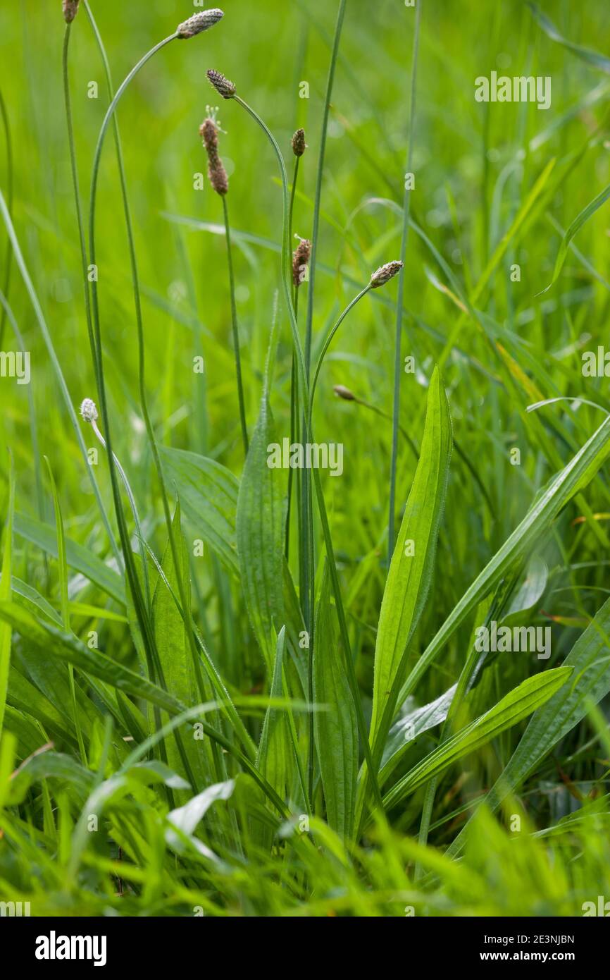 Spitz-Wegerich, Spitzwegerich, Wegerich, Blüten, Blütenstand, blühend, Blüte, Plantago lanceolata, English Plantain, Ribwort, narrowleaf plantain, rib Stock Photo