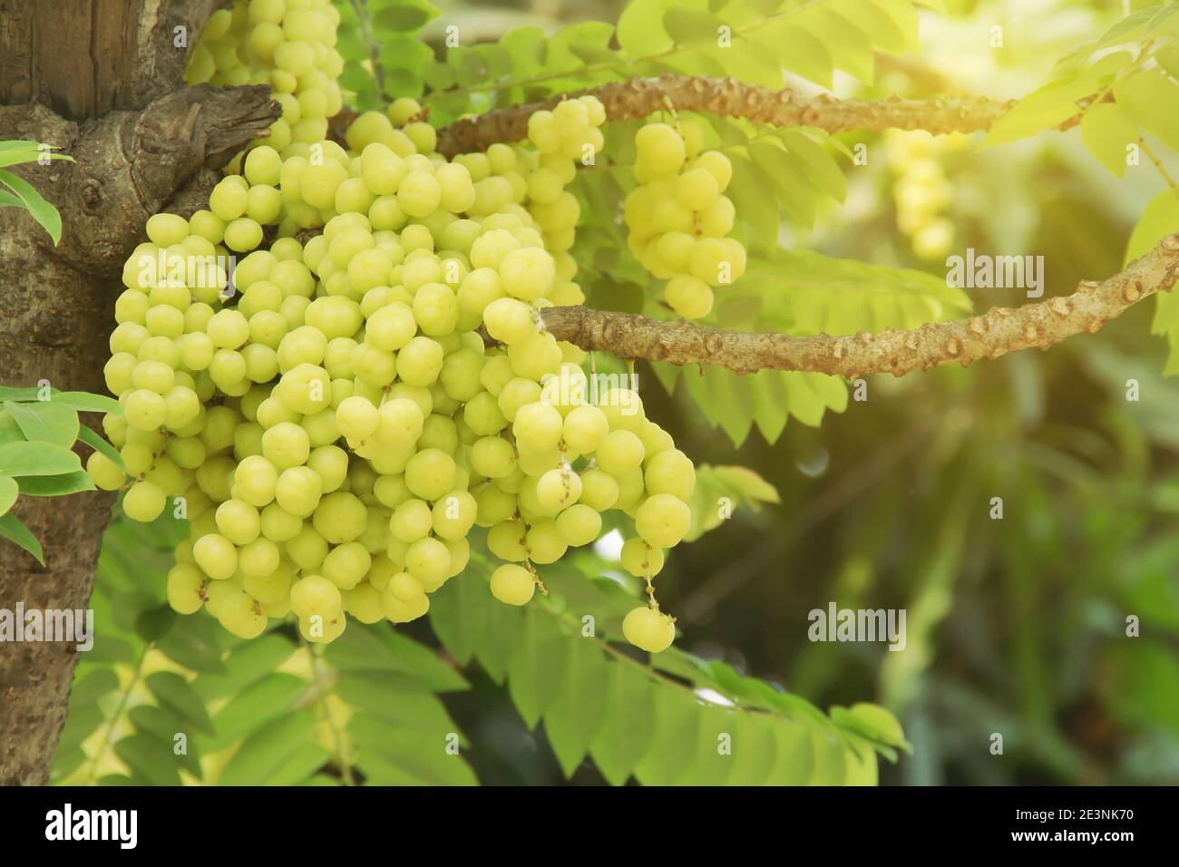 Bunch of Phyllanthus acidus, Star Gooseberry Fruits on Its Tree Stock Photo