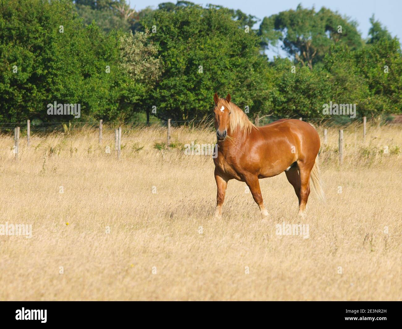 A Rare Breed Suffolk Punch Horse In A Paddock Of Long Grass Stock Photo a-rare-breed-suffolk-punch-horse-in-a-paddock-of-long-grass-stock-photo