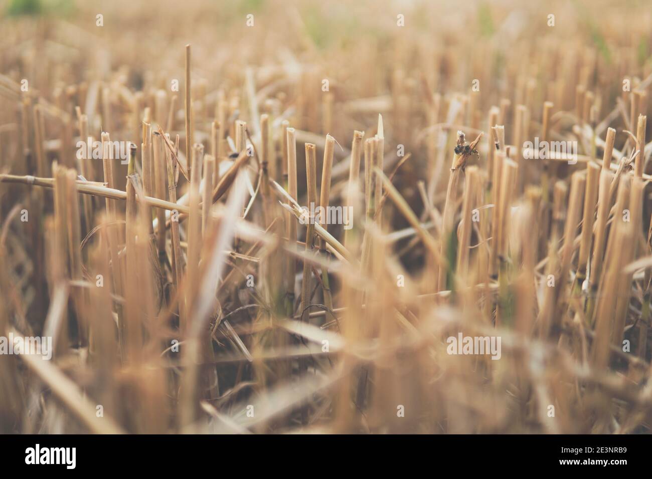 detail of a stubble in the field after harvest Stock Photo - Alamy