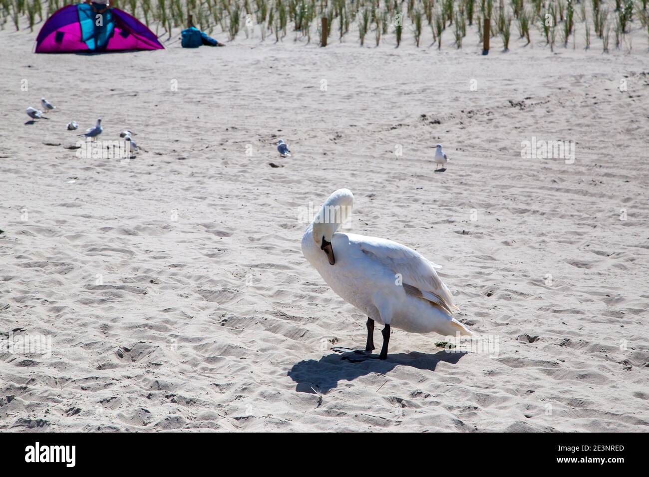 Seagulls lie in wait for food from bathers on the beach at Zempin. Stock Photo