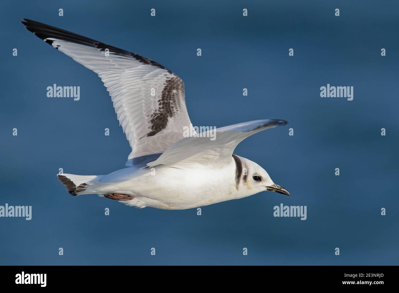 Black-legged Kittiwake (Rissa tridactyla) immature flying over open water, North Sea, Germany Stock Photo