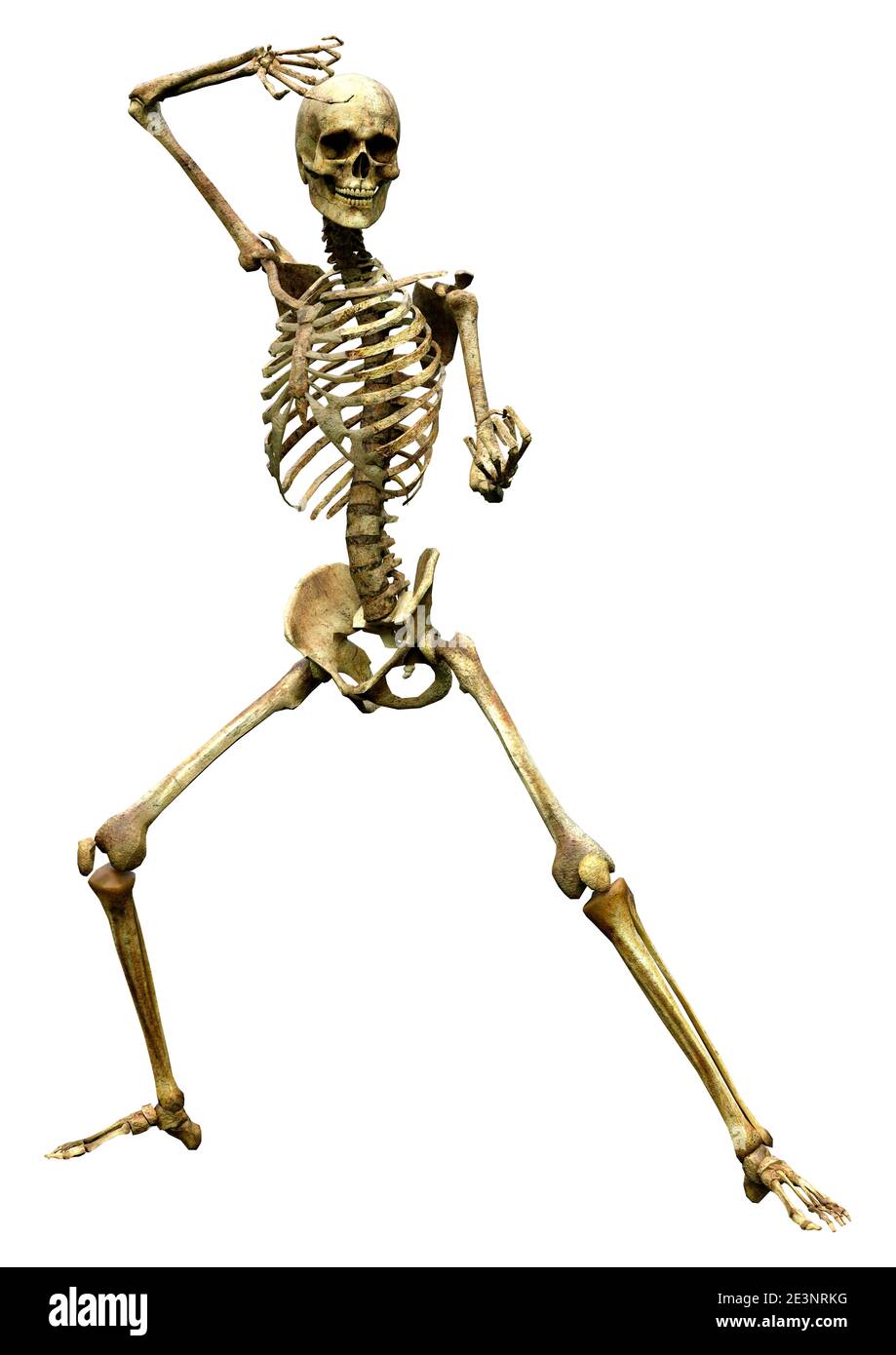 3D rendering of a human skeleton isolated on white background Stock ...