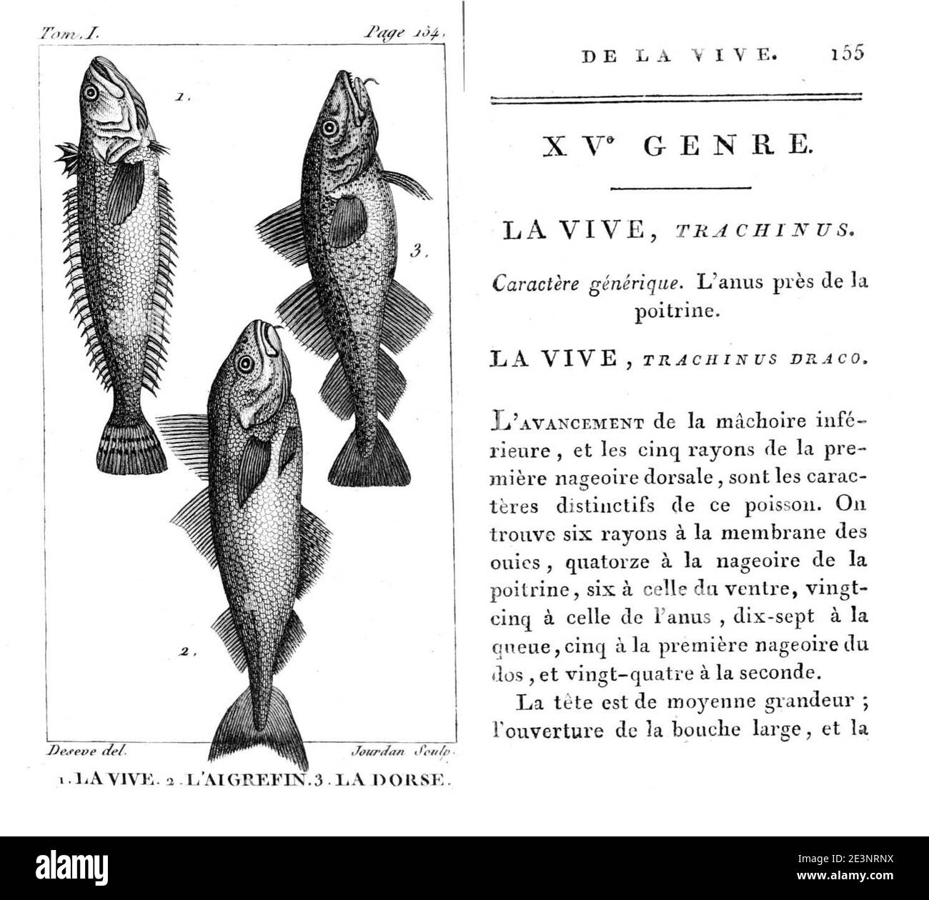 Marcus Eliezer Bloch, fish classification. Stock Photo