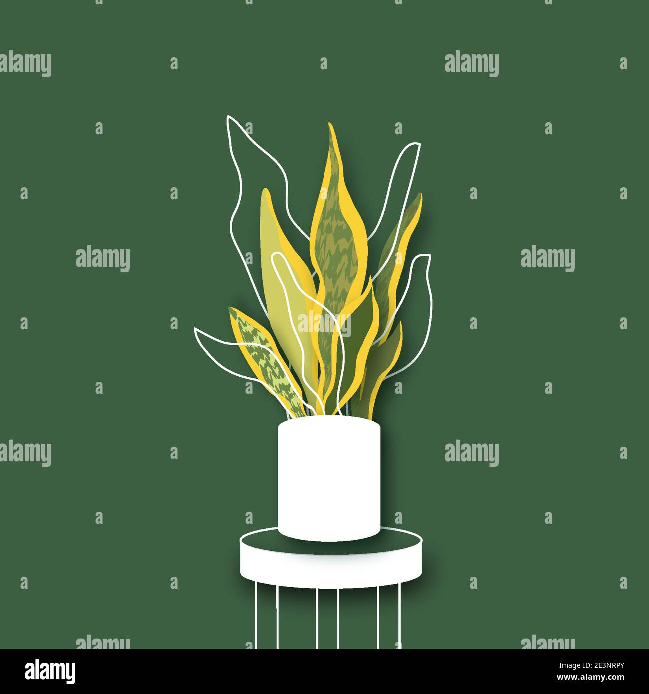Houseplant - Variegated Snake Plant a potted plant on a white ...