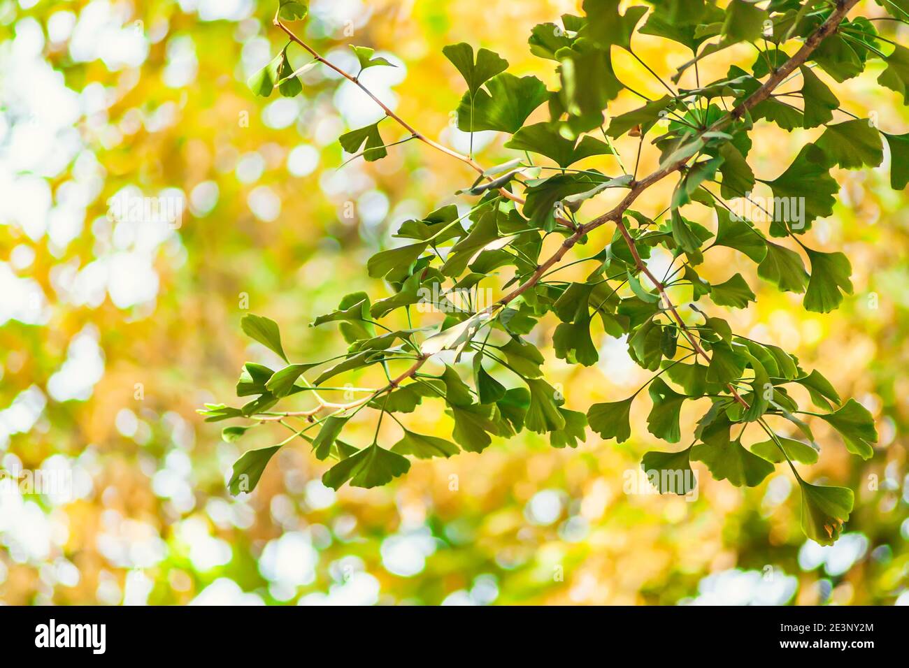 Gingko biloba tree leaf in sunny day with sunlight. Stock Photo