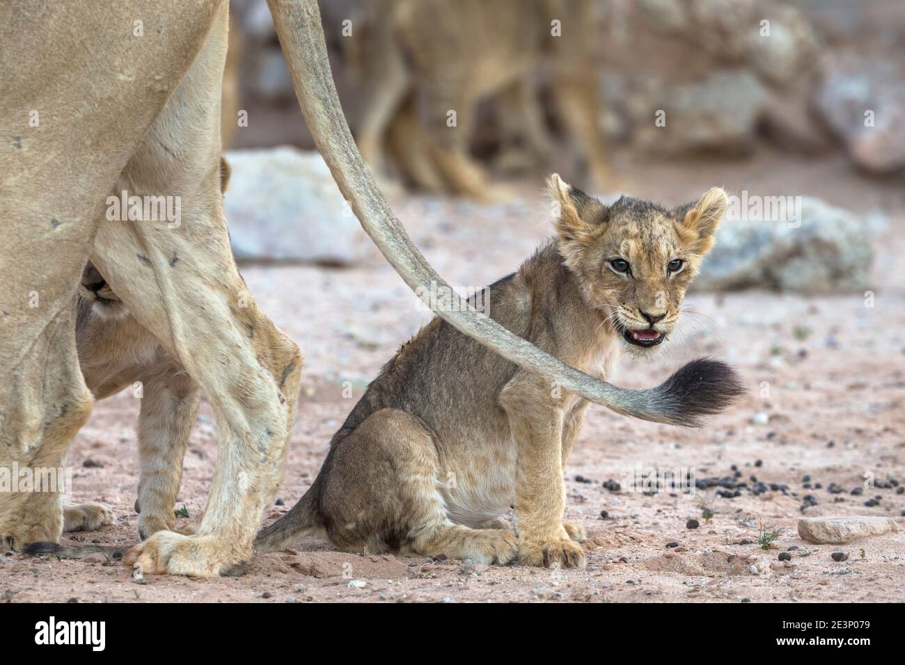 Lion (Panthera leo) cub, Kgalagadi transfrontier park, South Africa, Stock Photo