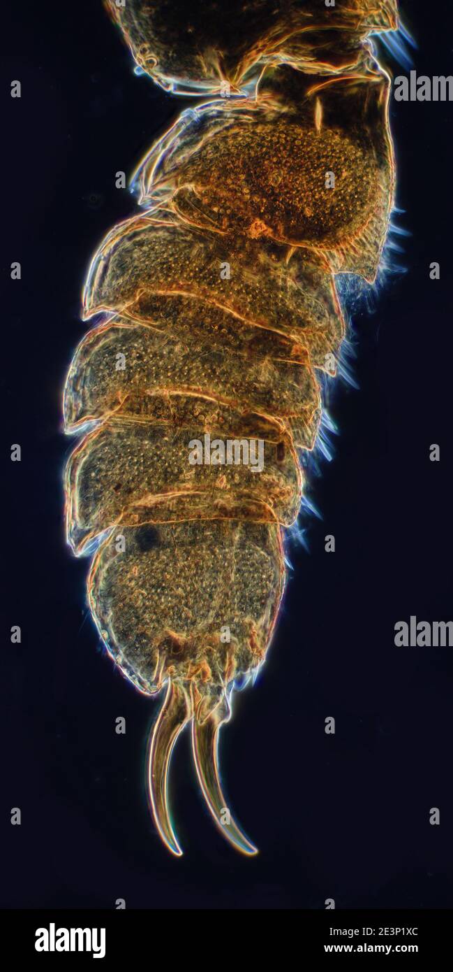 Hairy Whirligig Beetle legs, Orectochilus villosus, darkfield photomicrograph Stock Photo