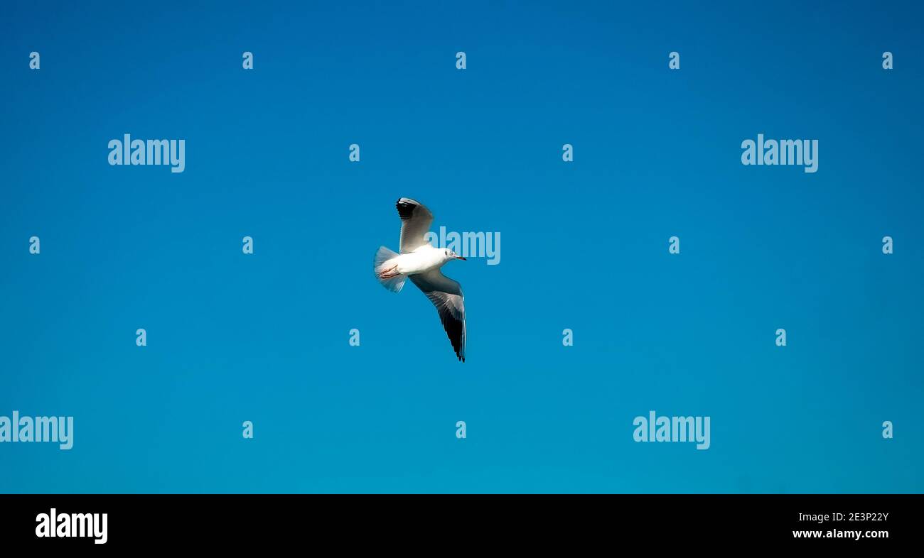 Bird in the blue sky. Stock Photo