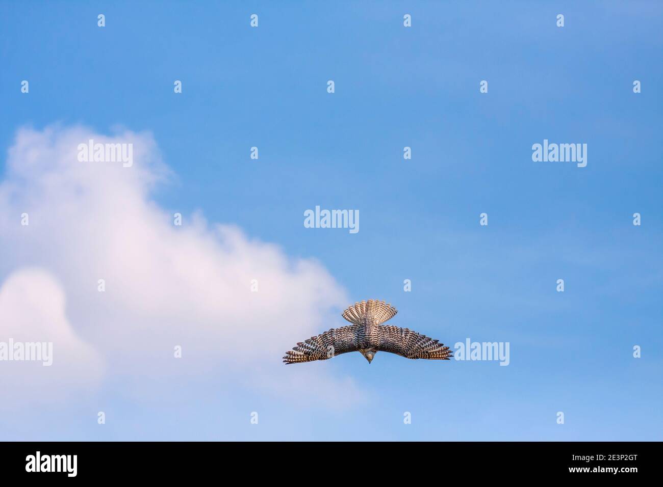 Dive flight. White Peregrine Falcon tack fly in blue sky with clouds. Low angle camera view Stock Photo