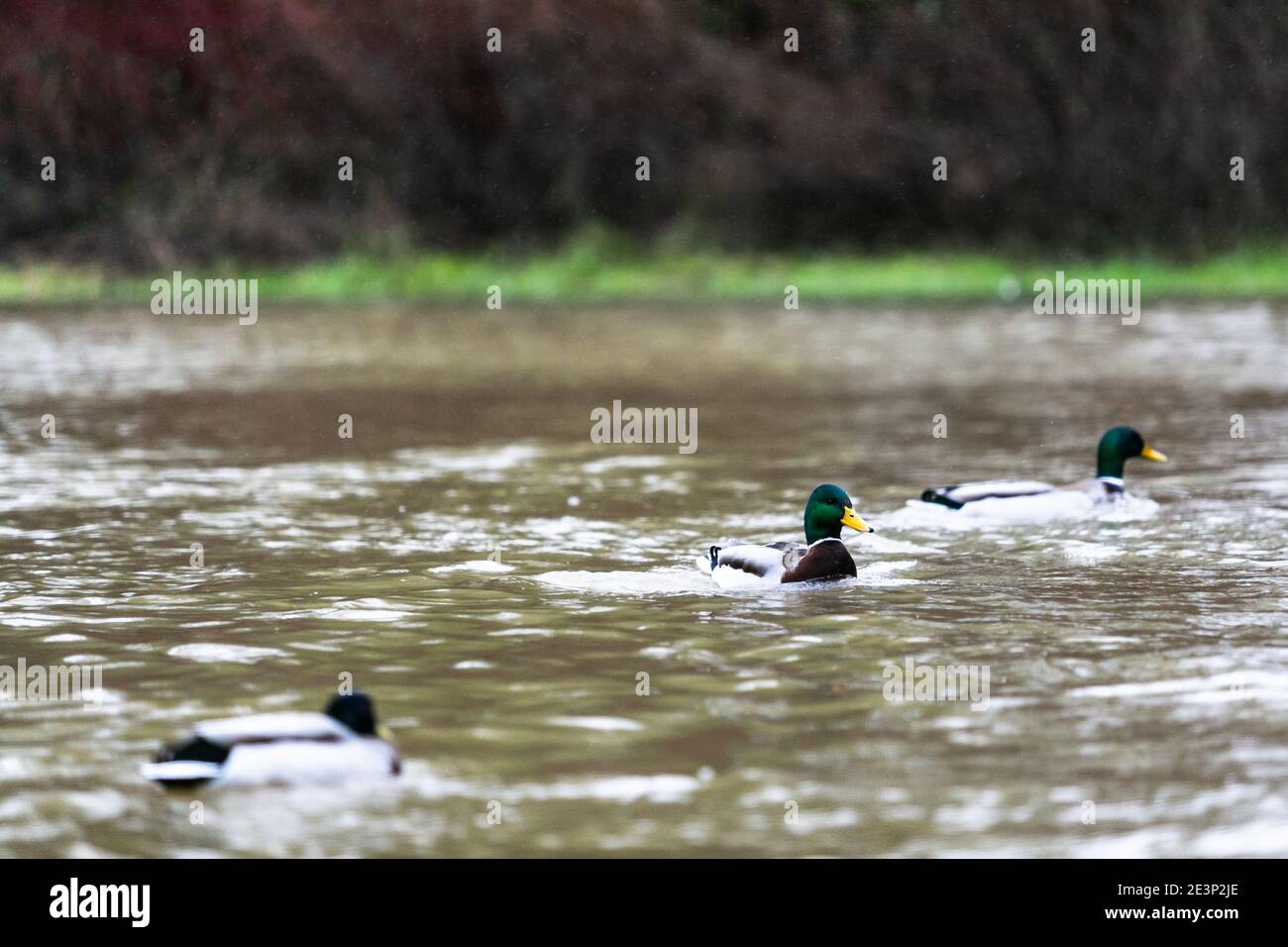 Ironbridge, Shropshire, UK. 20th Jan, 2020. As Storm Christoph threatens the UK with heavy rain and winds, ducks enjoy the weather on the River Severn by the historic Iron Bridge, Shropshire. Ironbridge village is regularly under flood after heavy rain falls in Wales. Credit: Peter Lopeman/Alamy Live News Stock Photo