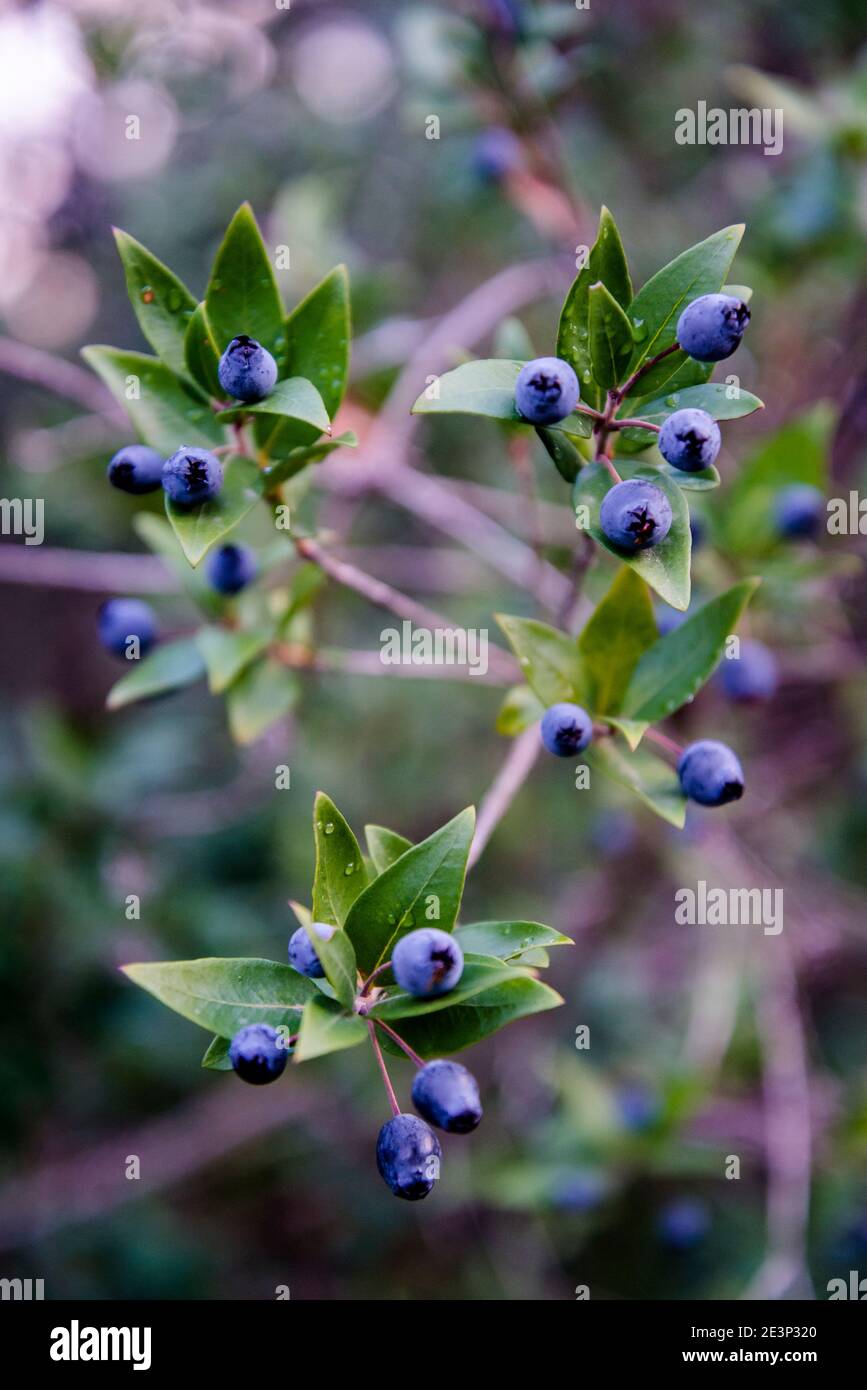 Bilberries or wild myrtle blueberries are edible, dark blue berries, Island of Iz, Zadar archipelago, Dalmatia, Croatia Stock Photo