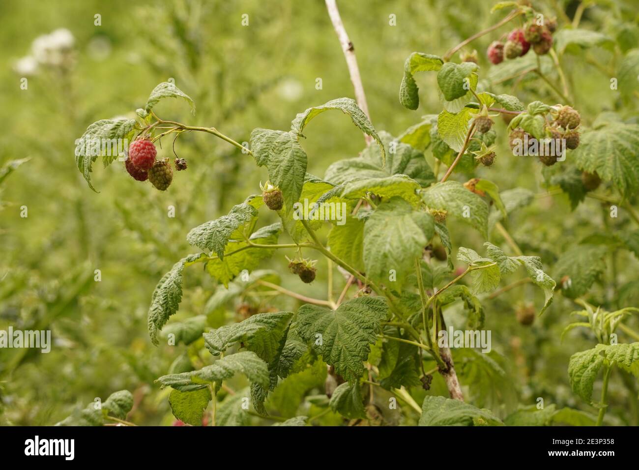 Biodivers ecosystem of an English lowland medow Stock Photo