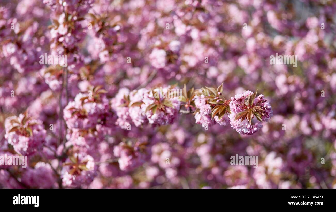 Full branch on the cherry tree with pink cherry blossom in spring Stock ...