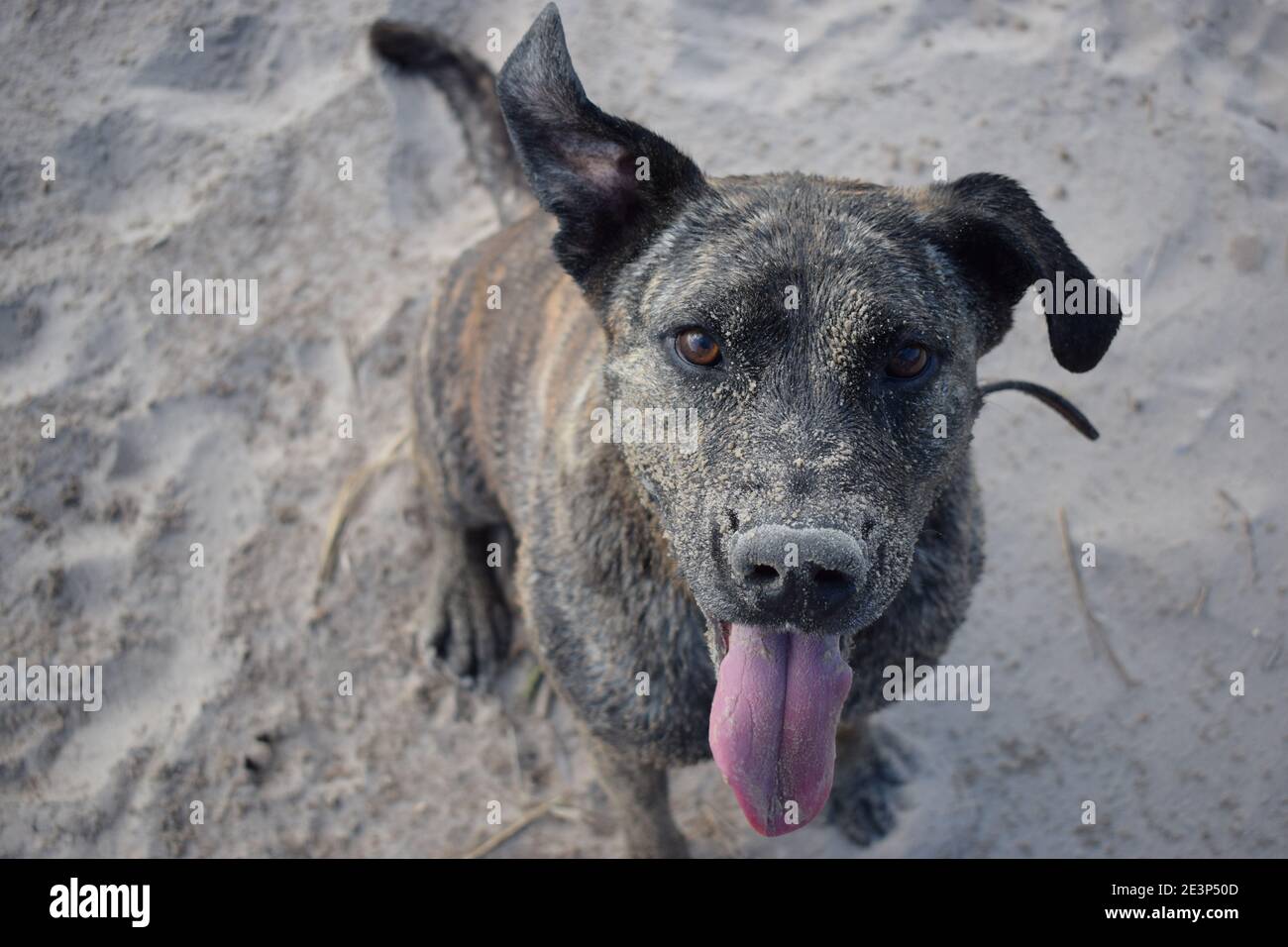Happy and playful portrait of a dog after the excitement of playing in the seaside sand Stock Photo
