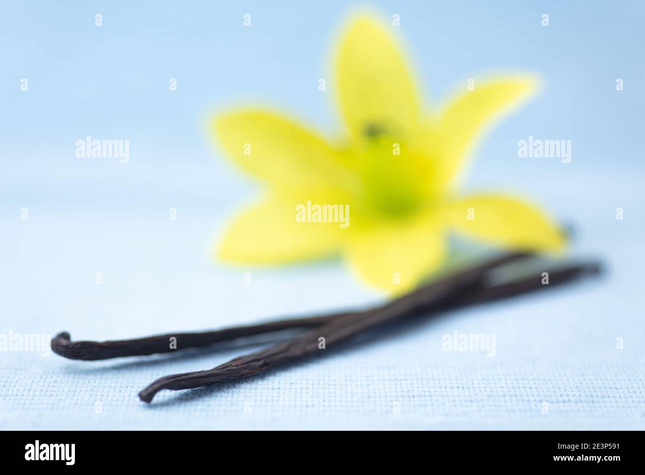 Two fresh vanilla pods with vanilla blossom as a vanilla concept Stock Photo