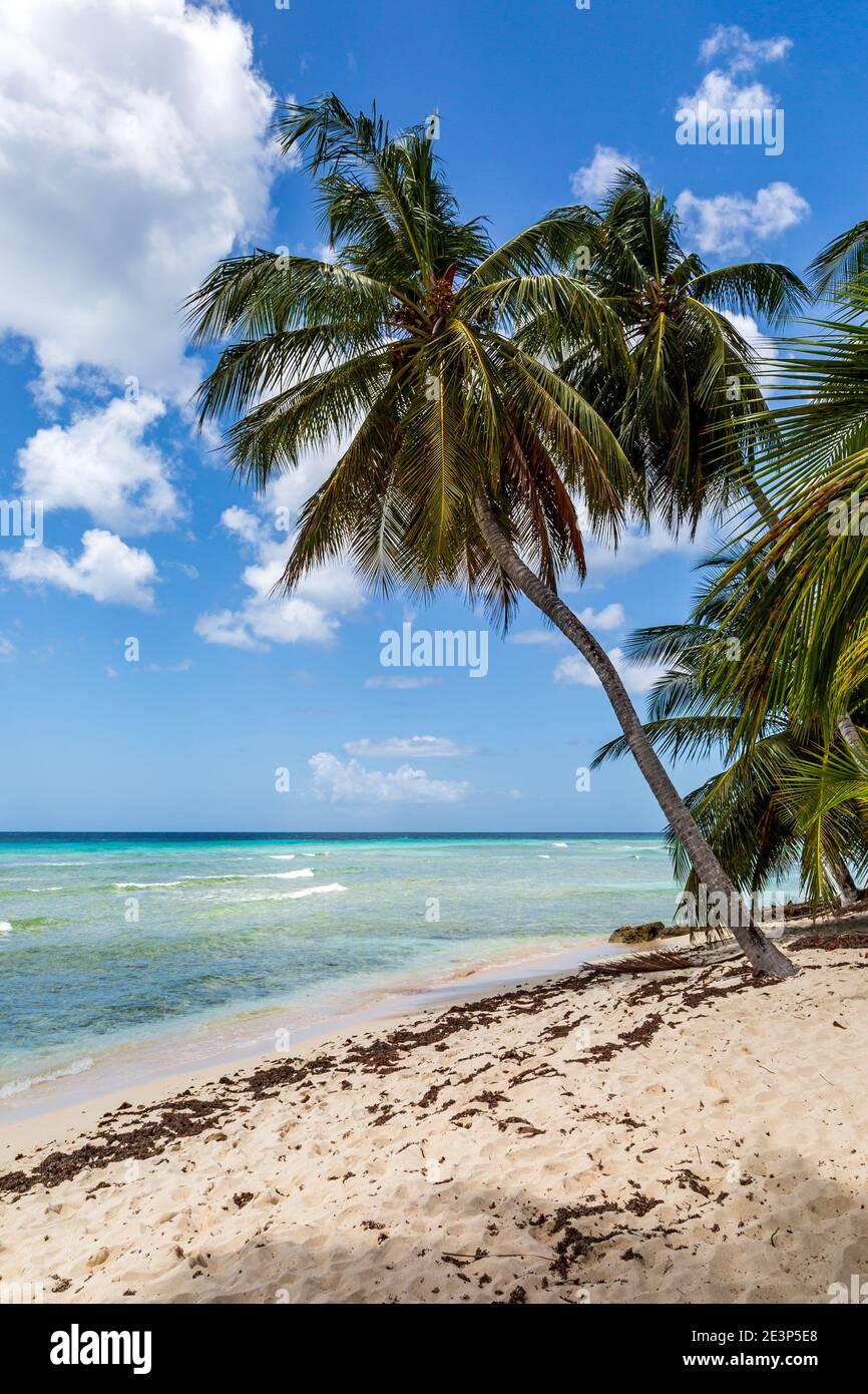 A palm tree on a sandy Caribbean beach, with the turquoise ocean behind Stock Photo