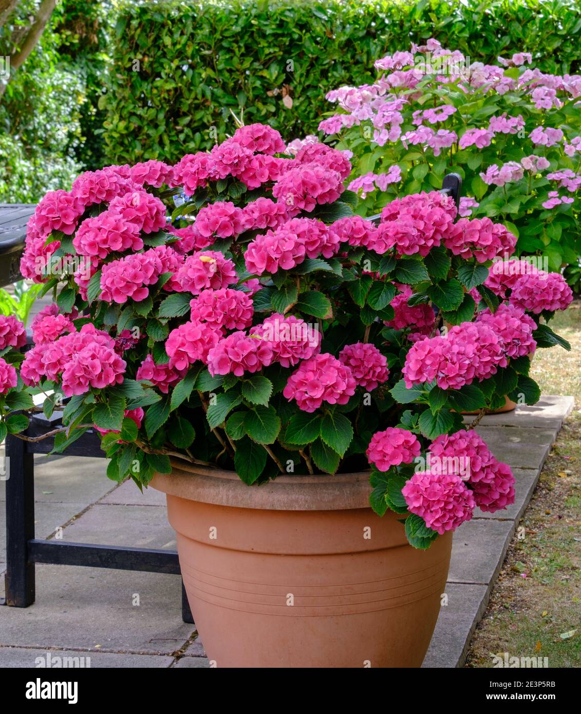 Large outdoor flower pot with pink hydrangeas in full bloom. Stock Photo