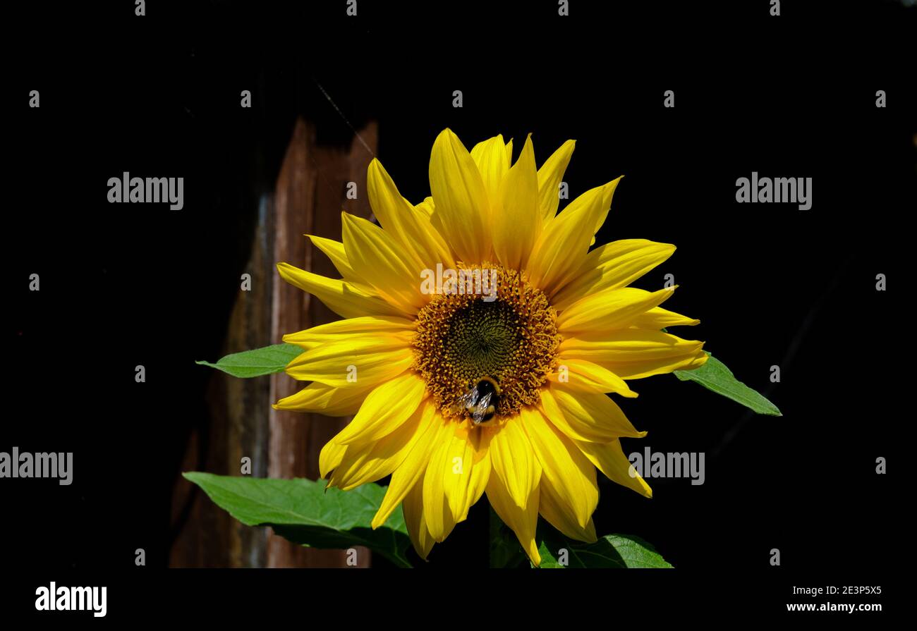 Close up of a sunflower in full bloom with leaves and black background and a bee on it. Stock Photo