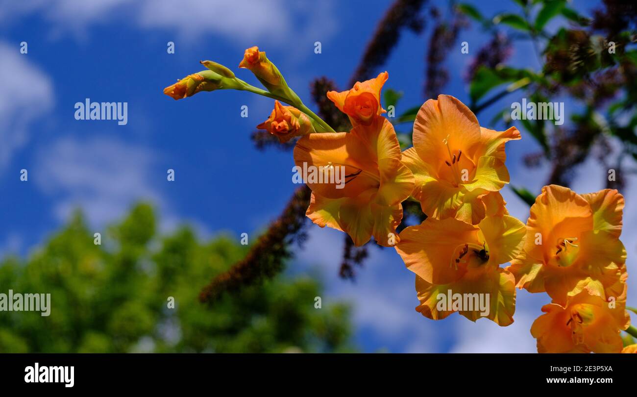 Close up of salmon coloured Gladiolus flowers with blue sky and trees blurred background. Stock Photo