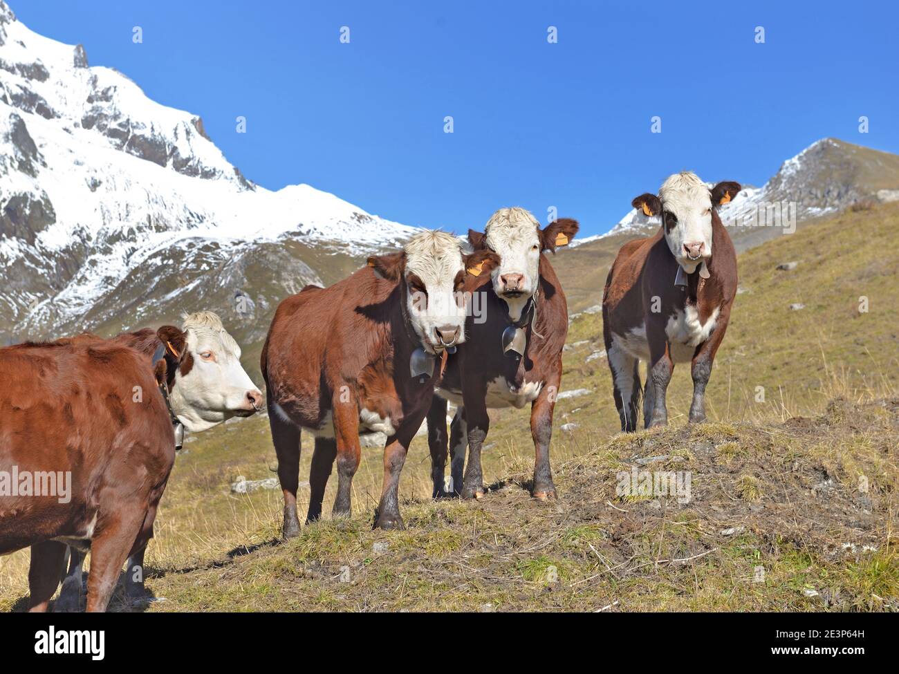 alpine brown and white cows in mountain pasture under blue sky Stock ...