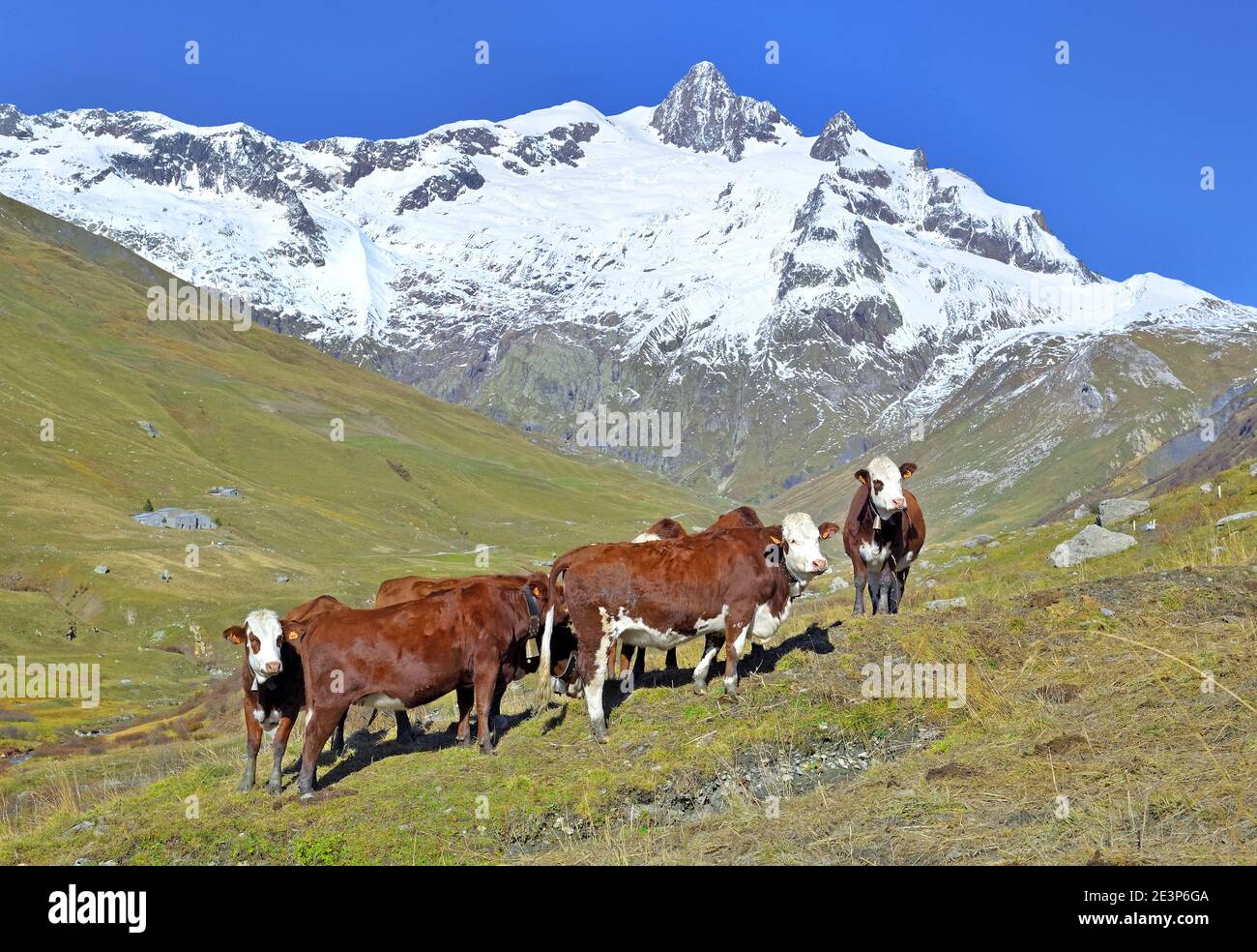 alpine brown and white cows in mountain pasture in a beautiful mountain ...