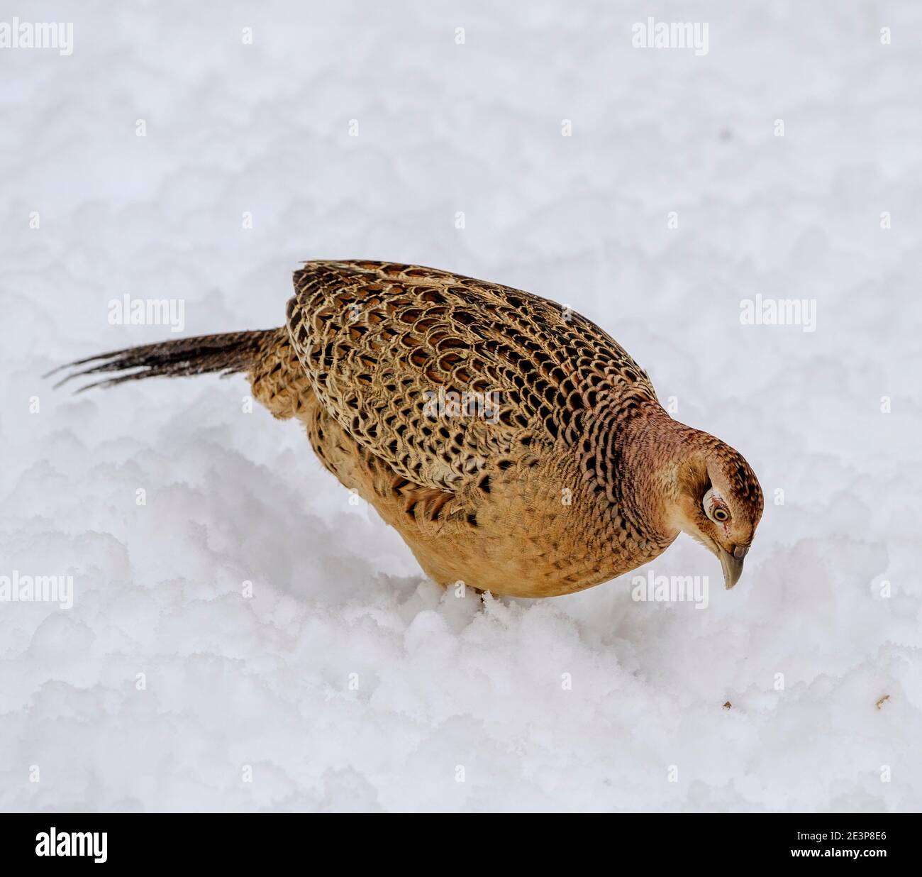 Female pheasant (Phasianus colchicus) in the snow, South Lanarkshire, Scotland Stock Photo