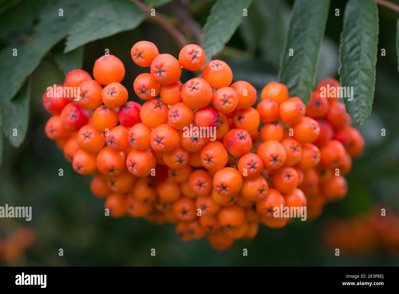 Rowan bunches on branch hi-res stock photography and images - Alamy