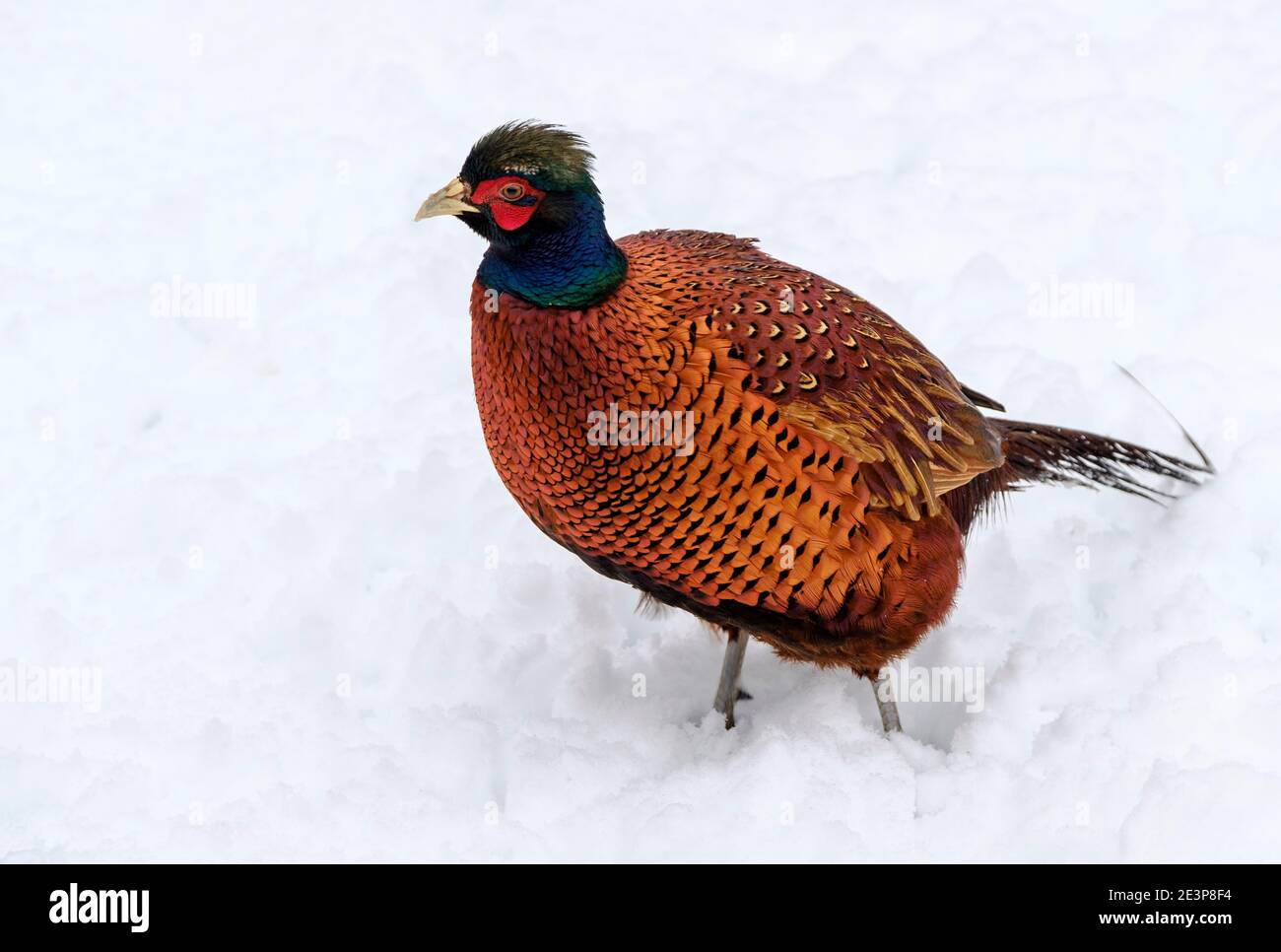 Male pheasant (Phasianus colchicus) in the snow, South Lanarkshire, Scotland Stock Photo