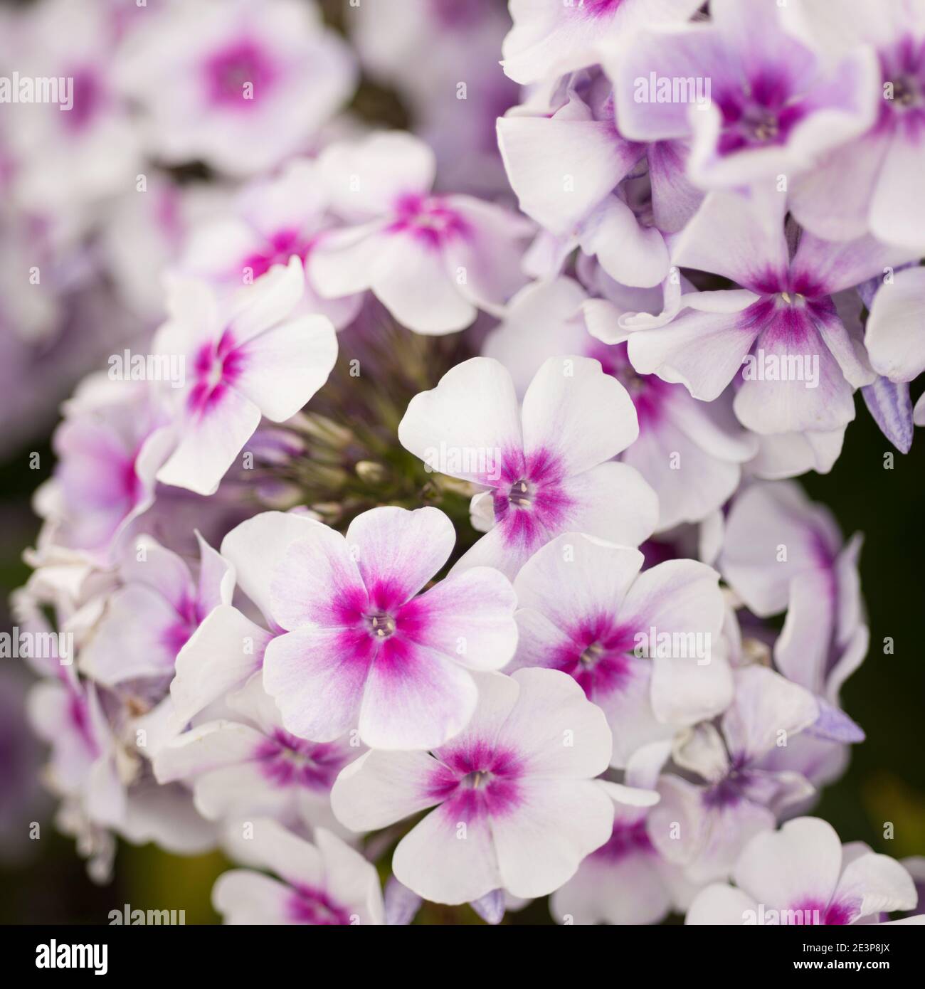 Pink phlox flowers grow in the garden Stock Photo - Alamy