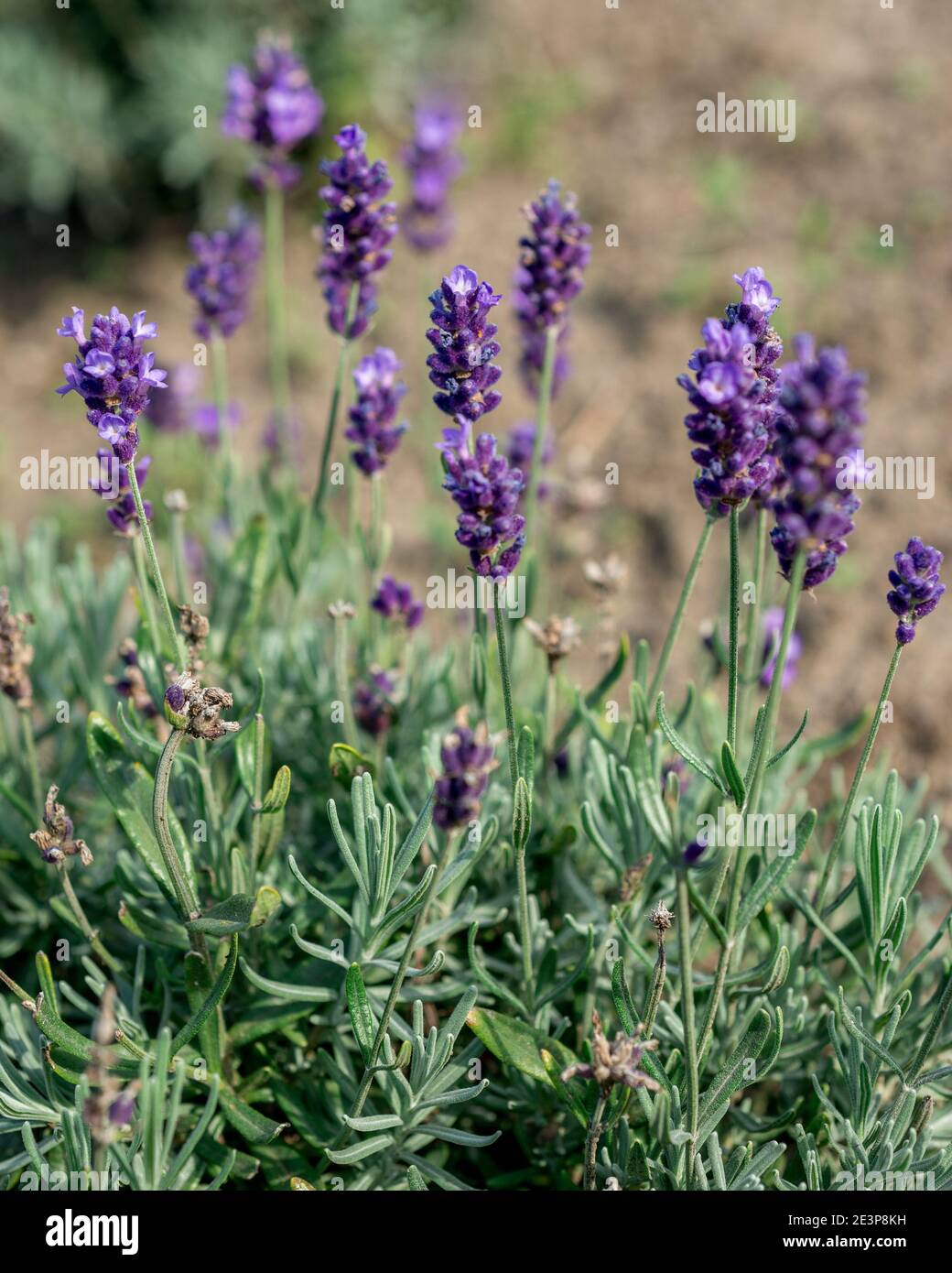 Lavandula angustifolia flowers in the garden Stock Photo - Alamy