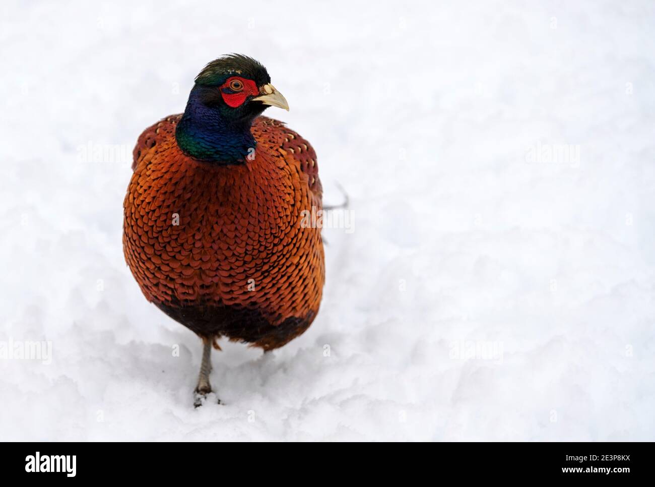 Male pheasant (Phasianus colchicus) in the snow, South Lanarkshire, Scotland Stock Photo