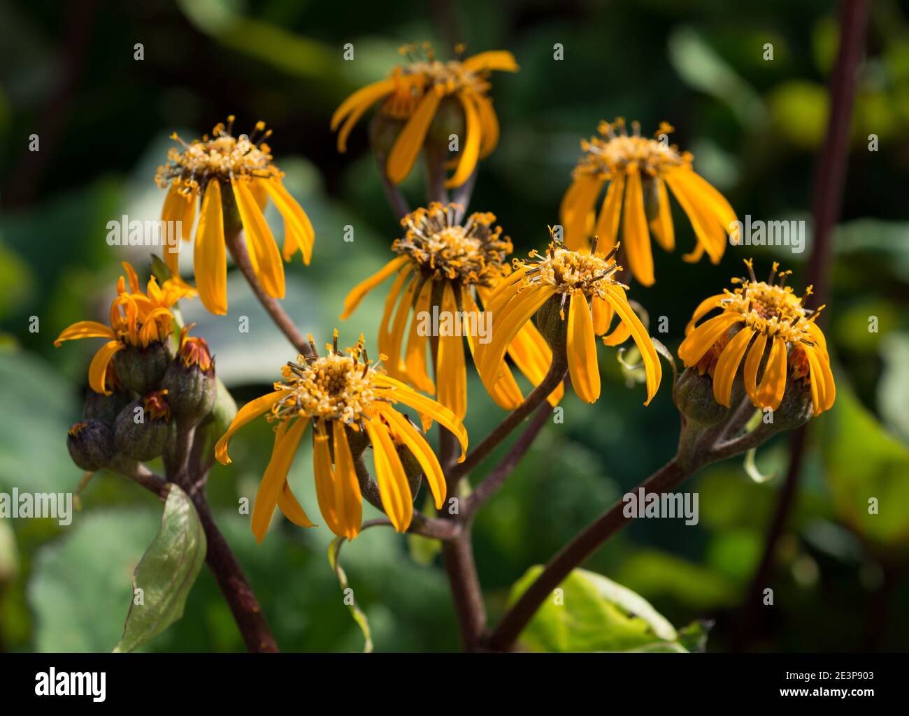 Flowers of Ligularia sibirica close-up Stock Photo