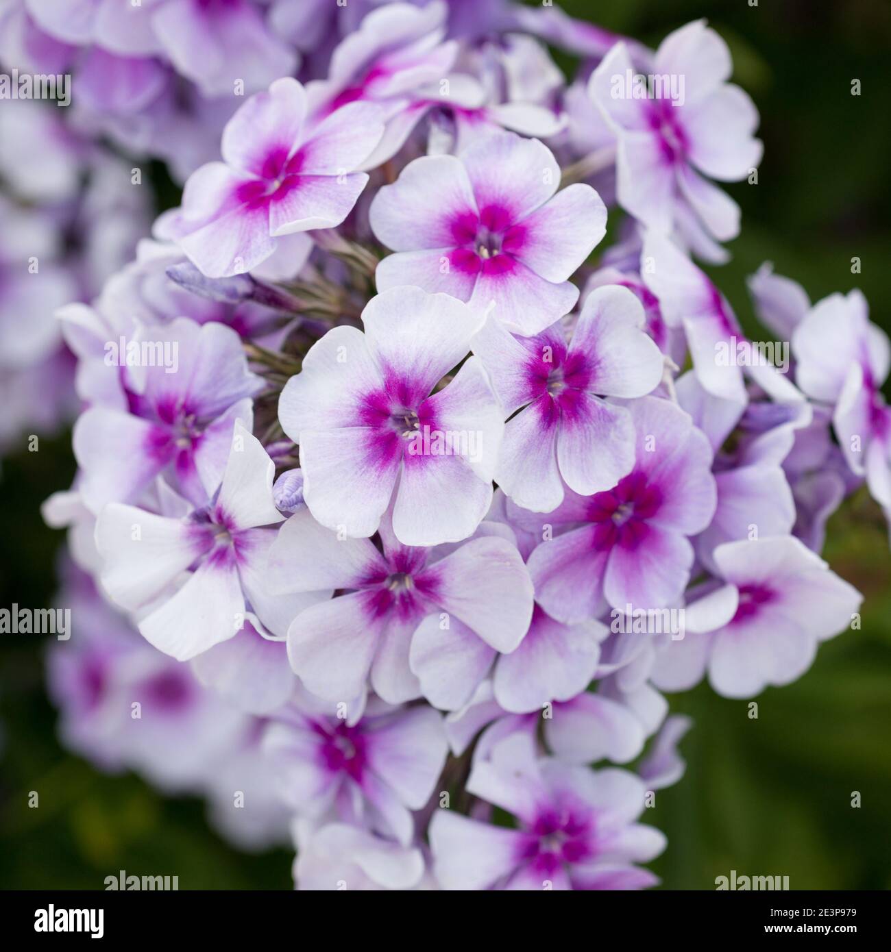 Pink phlox flowers grow in the garden Stock Photo - Alamy