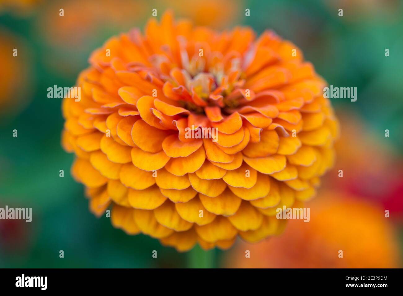 Soft focus macro orange hi-res stock photography and images - Alamy