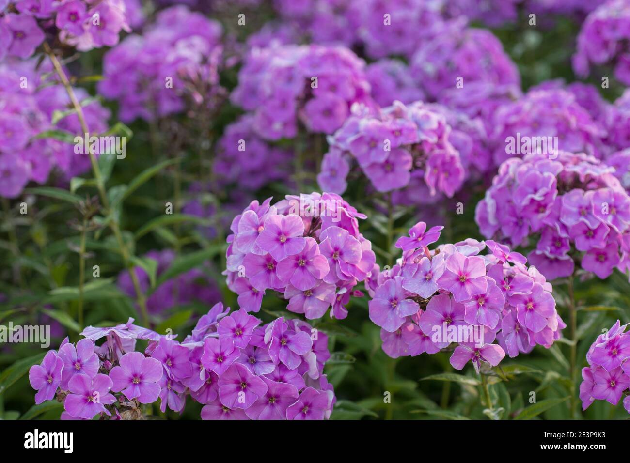 Pink phlox flowers grow in the garden Stock Photo - Alamy