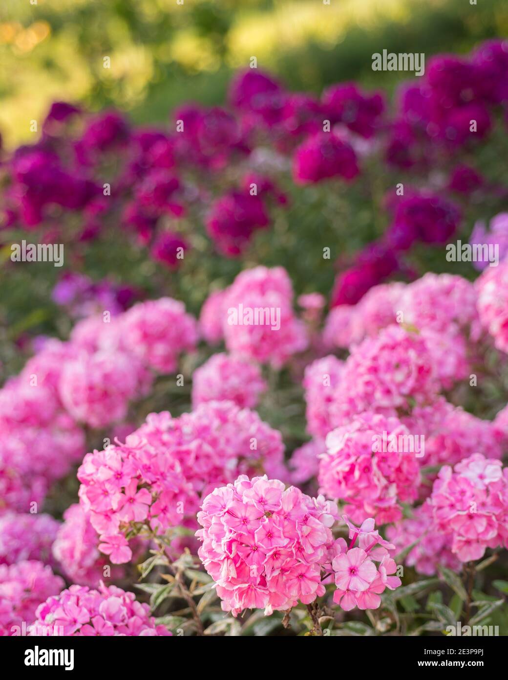 Pink phlox flowers grow in the garden Stock Photo - Alamy