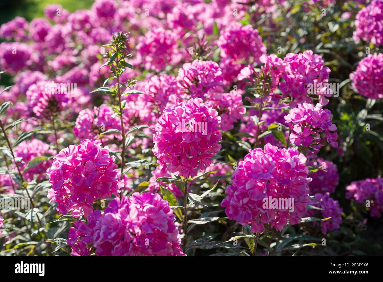 Pink phlox flowers grow in the garden Stock Photo - Alamy