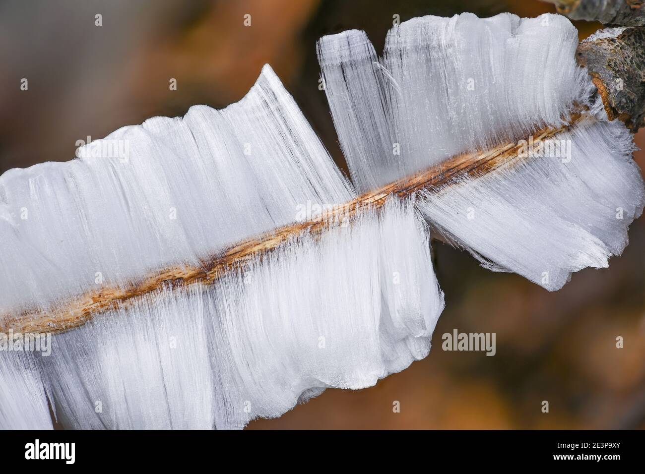 Ice hair on wood Stock Photo