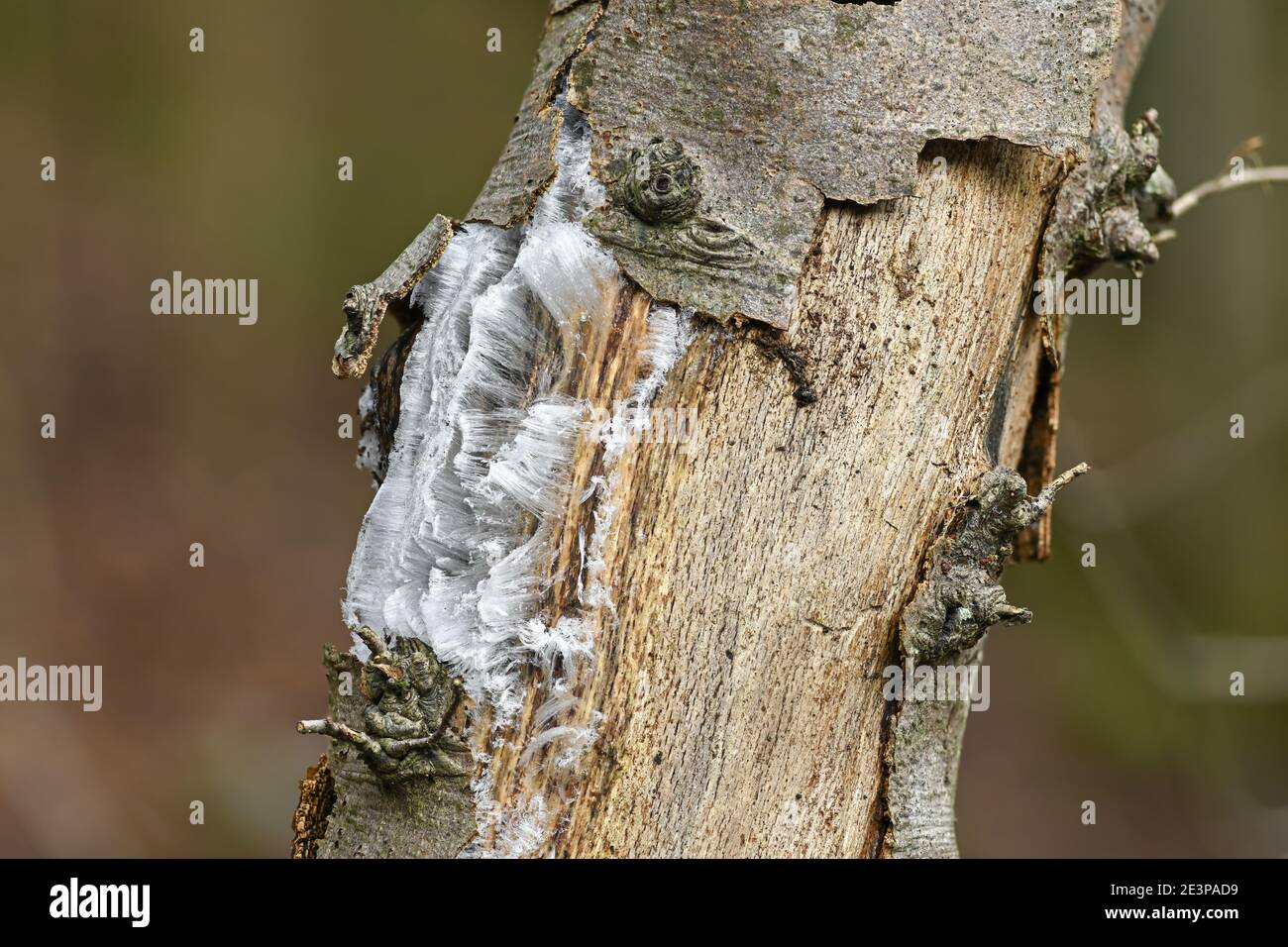 Hair ice tree hires stock photography and images Alamy